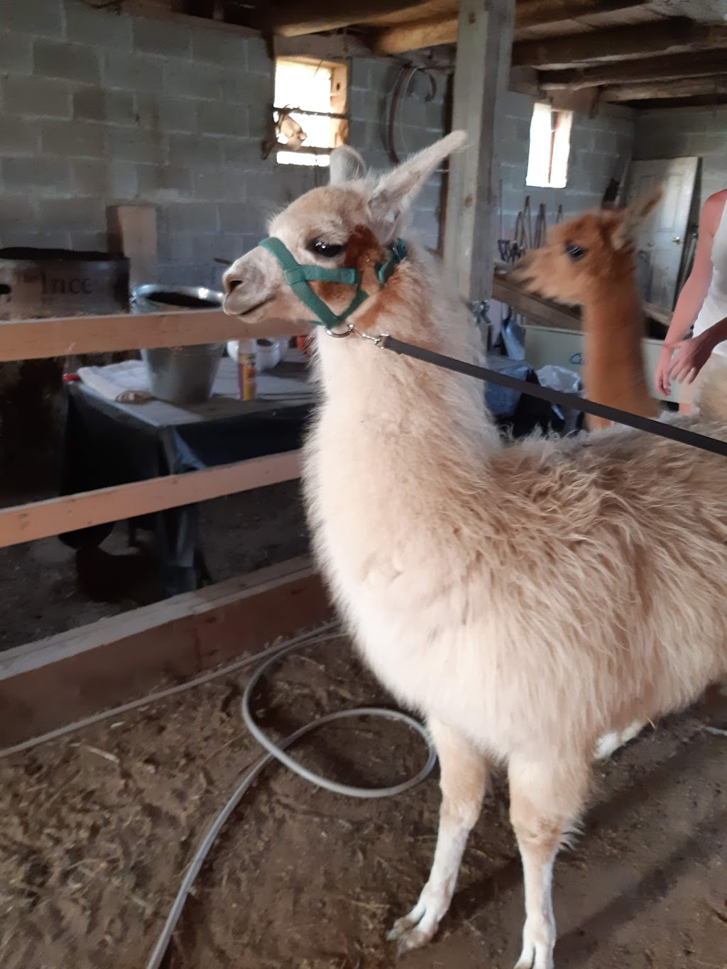 Sylvan Alpacas | 33015 Sylvan Rd, Parkhill, ON N0M 2K0, Canada | Phone: (226) 964-1764