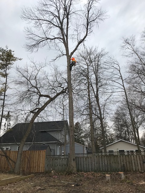 The Tree Fellers | Nottawa, ON L0M 1P0, Canada | Phone: (705) 441-2494