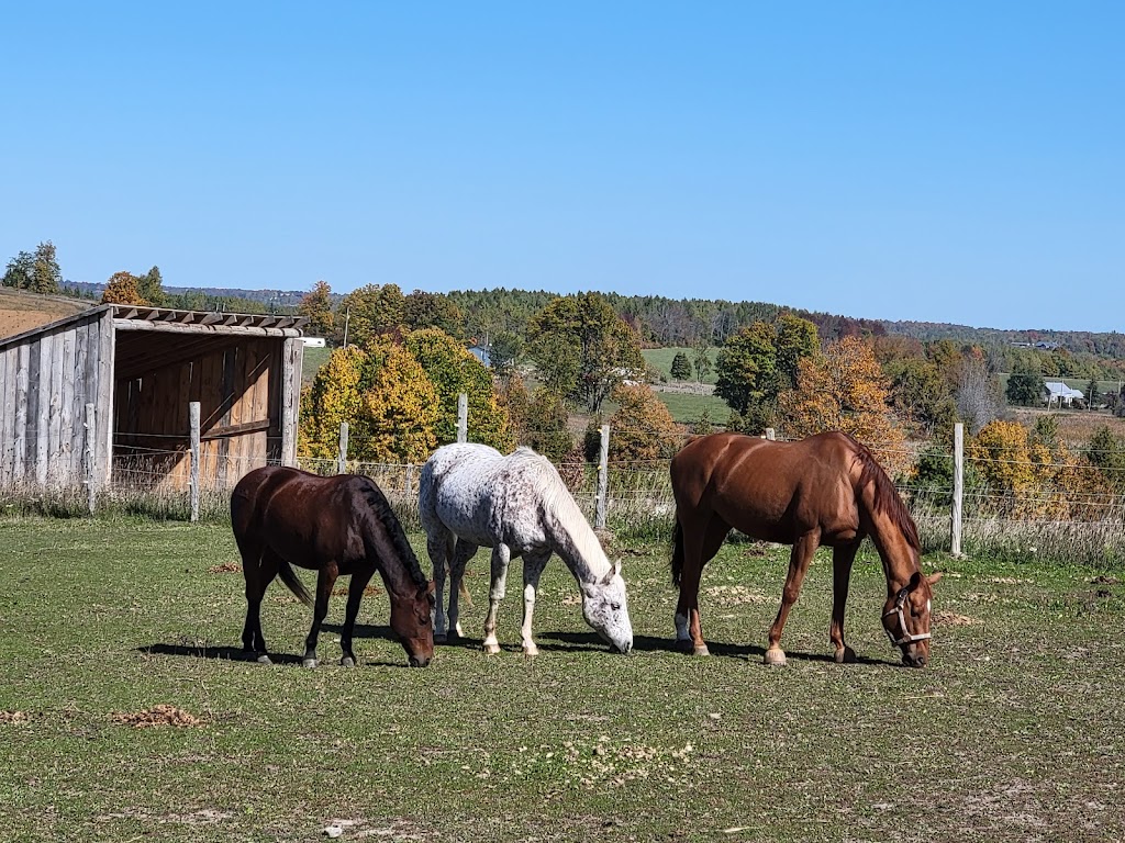 Always a Breeze Stable | 2832 hwy 7 east, Asphodel-Norwood, ON K0L 2B0, Canada | Phone: (289) 356-4322