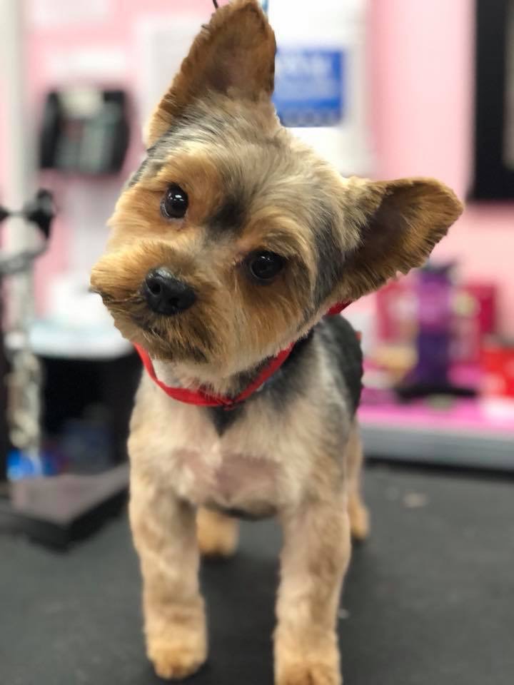 Doggie DTail Grooming | 3866 Highland Dr, Ridgeway, ON L0S 1N0, Canada | Phone: (905) 894-8743