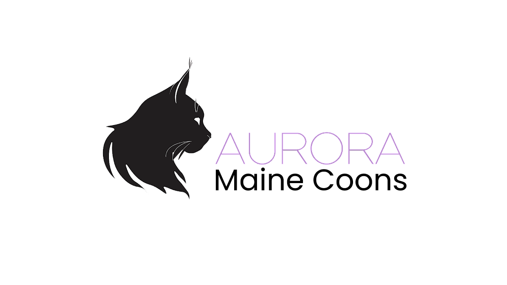 Aurora Maine Coons | 34 Peace Rose St, Rosedale Valley, AB T4L 1Y3, Canada | Phone: (587) 590-5030