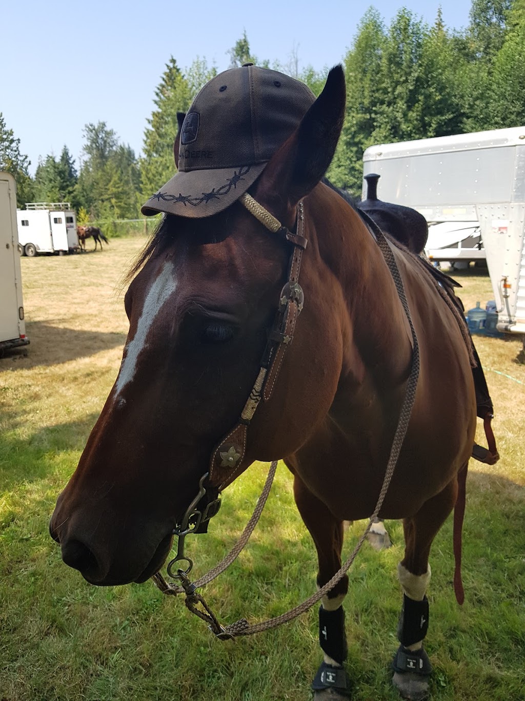 Sprout Meadow Stables | 3583 Dove Creek Rd, Courtenay, BC V9J 1R9, Canada | Phone: (250) 650-6218