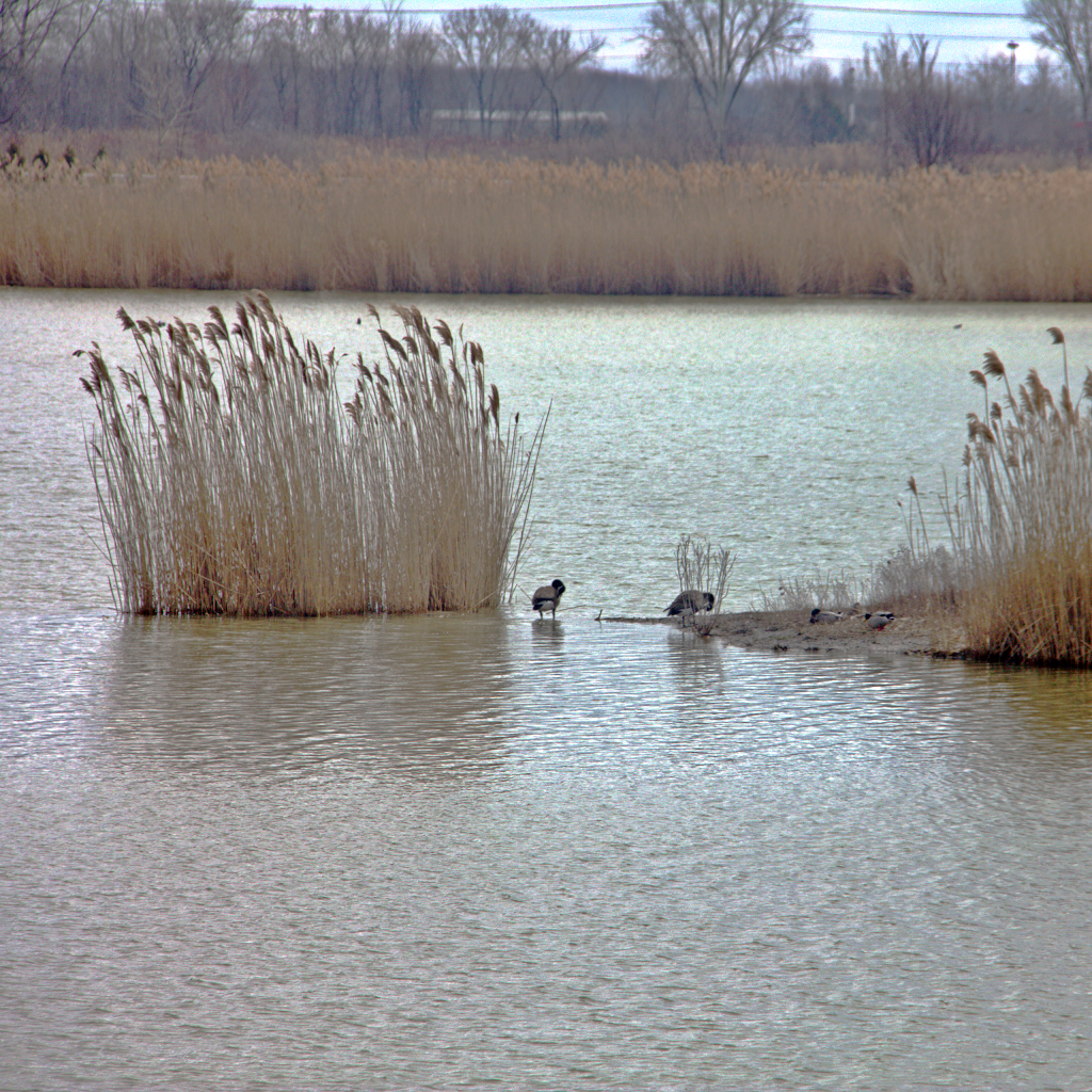 Wawanosh Wetlands Conservation Area | 6013 Blackwell Side Rd, Sarnia, ON N7X, Canada | Phone: (519) 245-3710