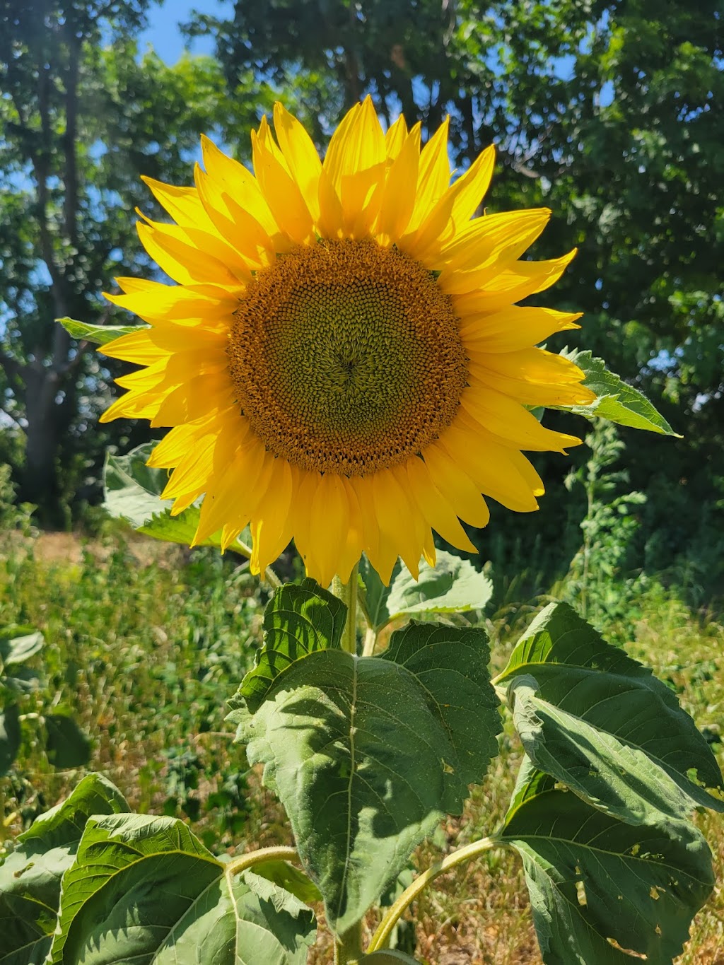 Kaylees Sunflower Patch | 20956 Loyalist Pkwy, Carrying Place, ON K0K 1L0, Canada | Phone: (613) 403-0959