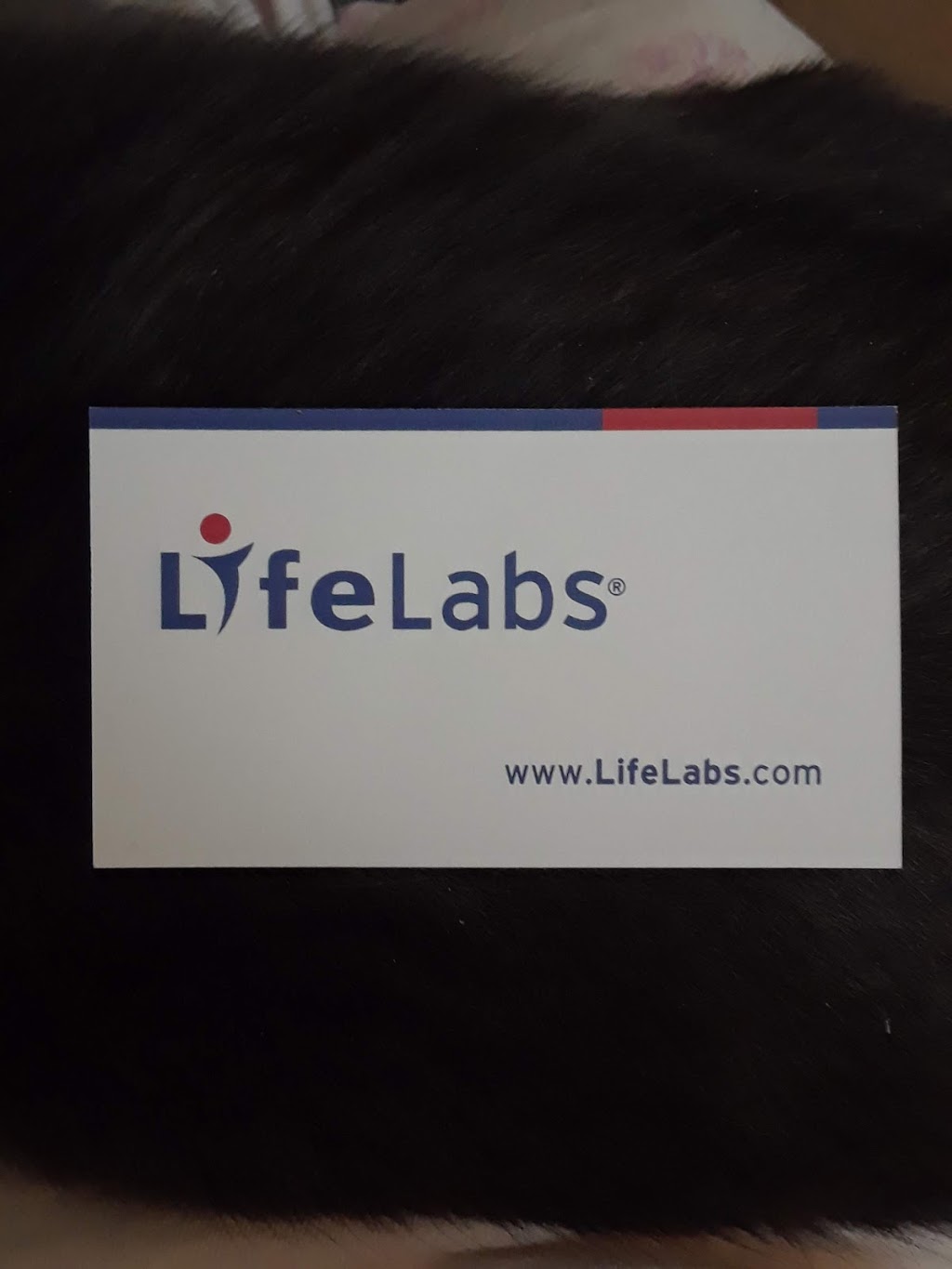 LifeLabs Medical Laboratory Services | 30 McNaughton Ave Unit #6, Wallaceburg, ON N8A 1R9, Canada | Phone: (877) 849-3637