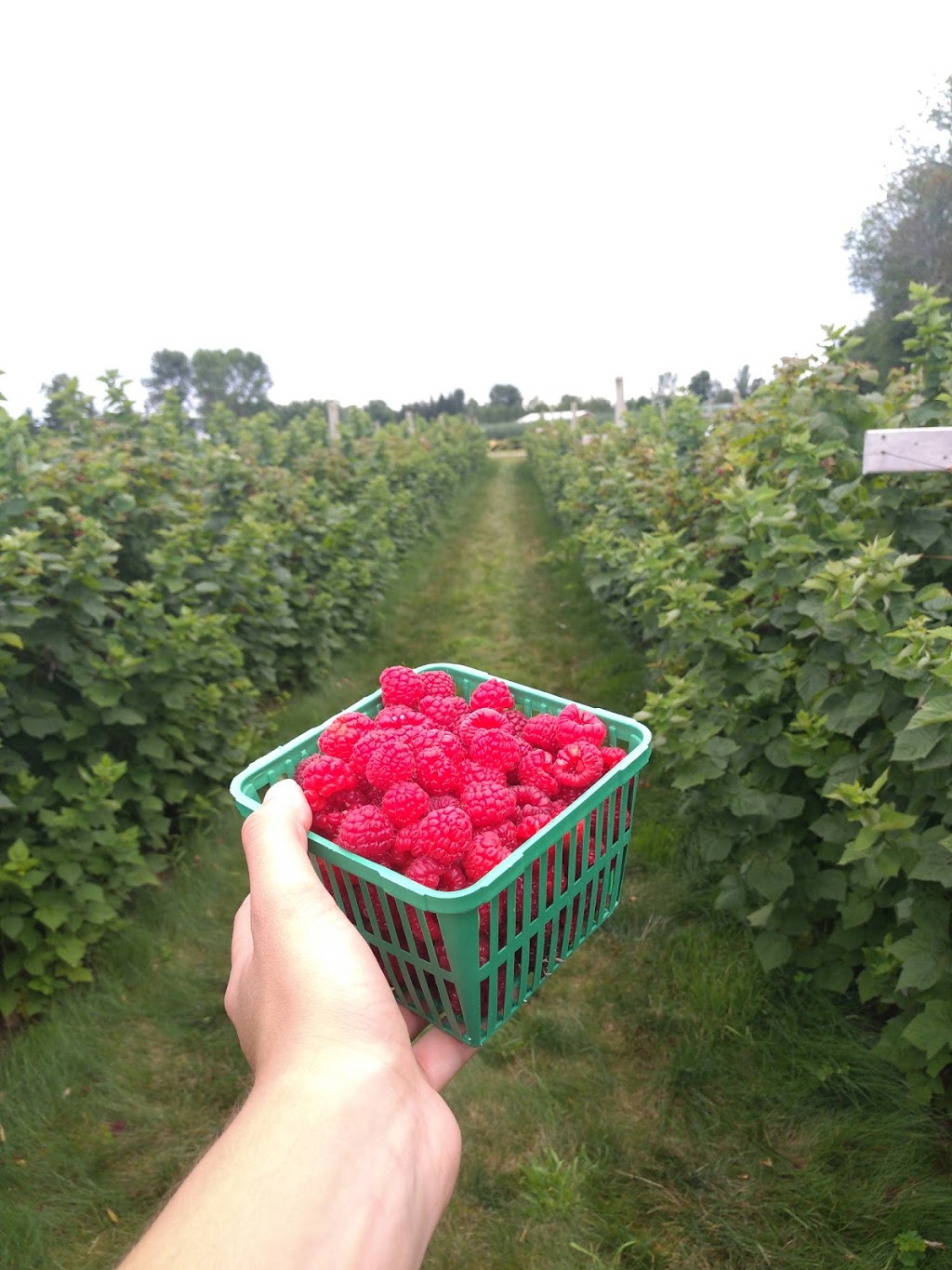 Tincap Berry Farm | 4035 County Rd 29, Brockville, ON K6V 5T4, Canada | Phone: (613) 345-3096