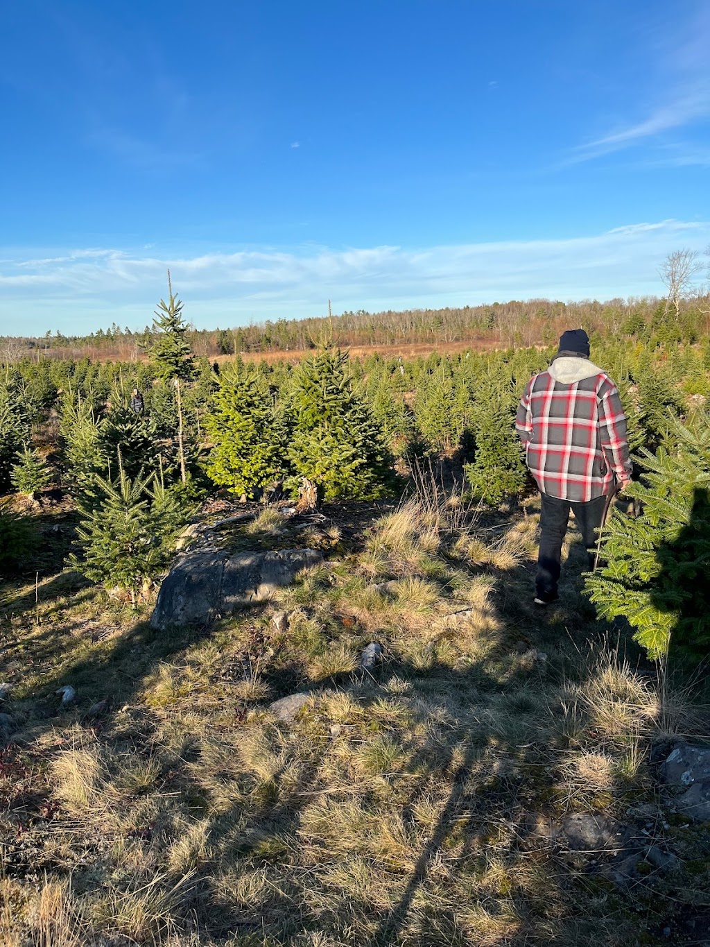 Hogans Christmas Tree Farm | 315 Etter Rd, Mount Uniacke, NS B0N 1Z0, Canada | Phone: (902) 866-2392