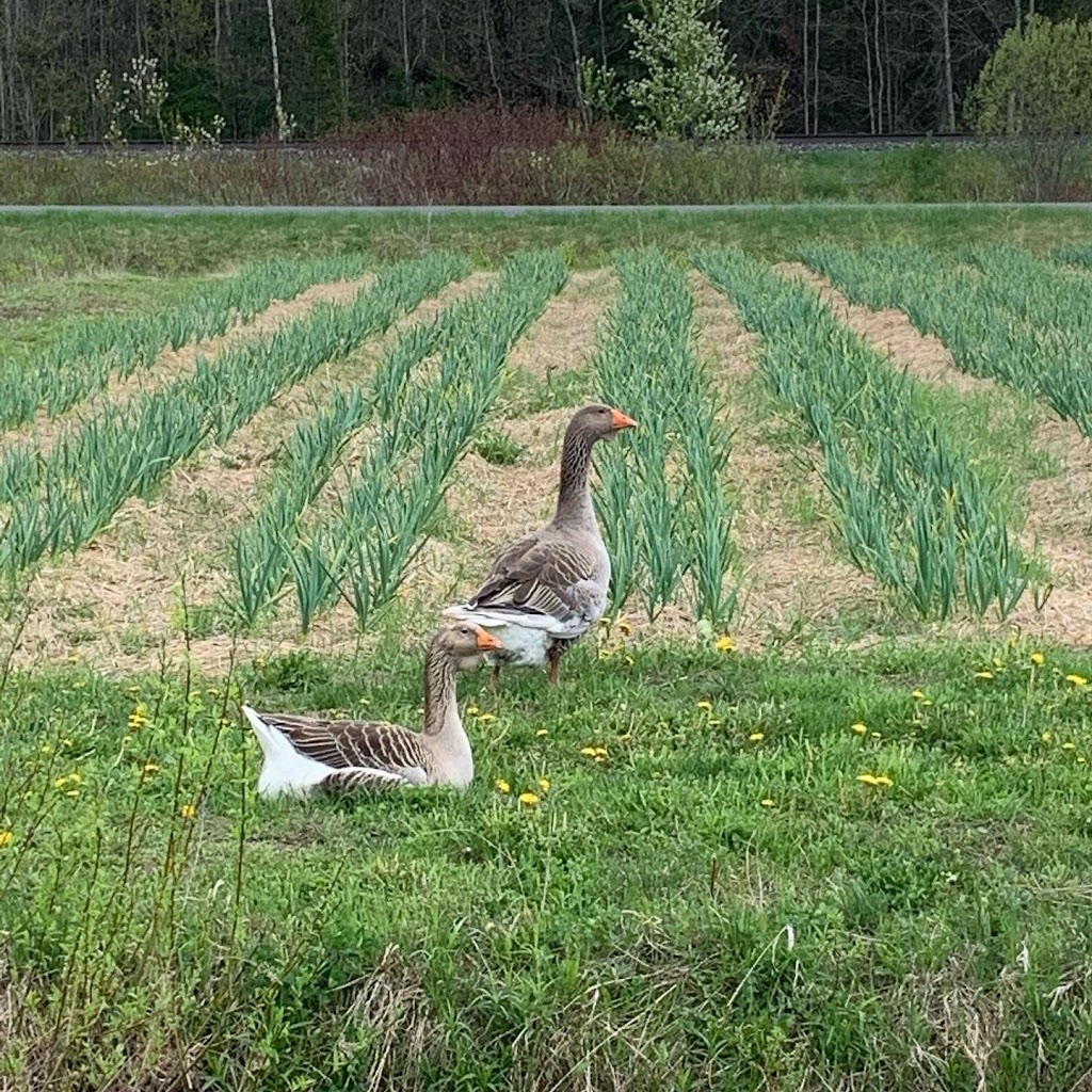 Ferme Maraîchère Deschênes SENC | 150 3e Rang, Val-Alain, QC G0S 3H0, Canada | Phone: (418) 394-4413