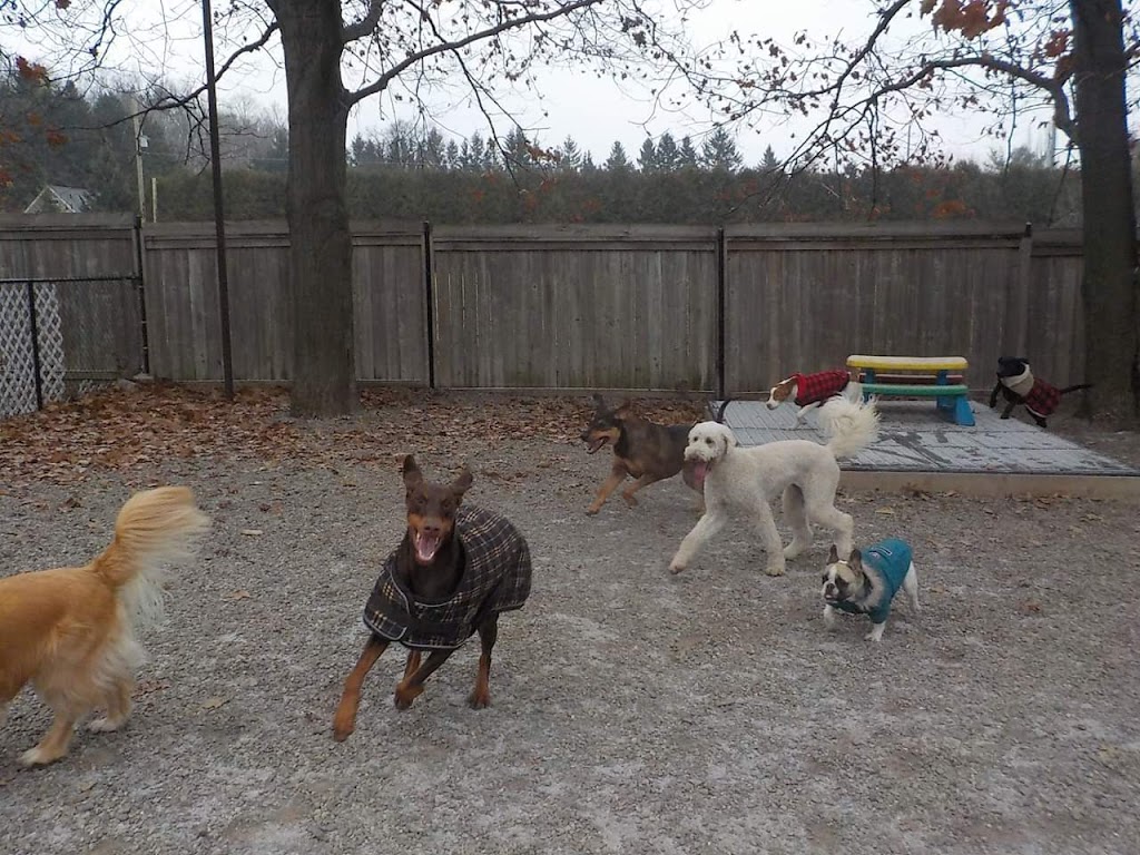 Country Tails Doggie Daycare | 780 Hwy#6, Hamilton, ON L8N 2Z7, Canada | Phone: (905) 689-8005