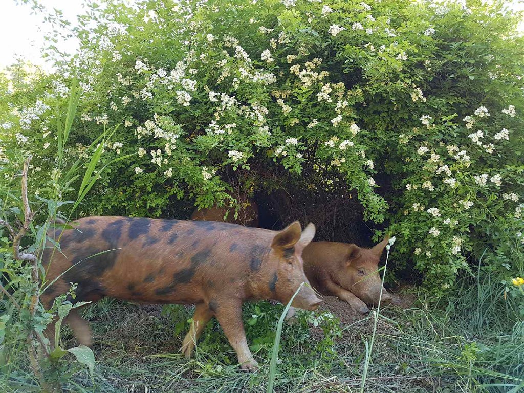 Good Family Farm Store | 157366 7th Line, Meaford, ON N4L 1W6, Canada | Phone: (519) 616-1090