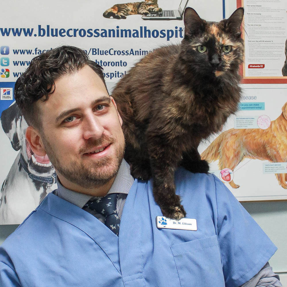 Blue Cross Animal Hospital | 132 Danforth Ave, Toronto, ON M4K 1N1, Canada | Phone: (416) 469-1121