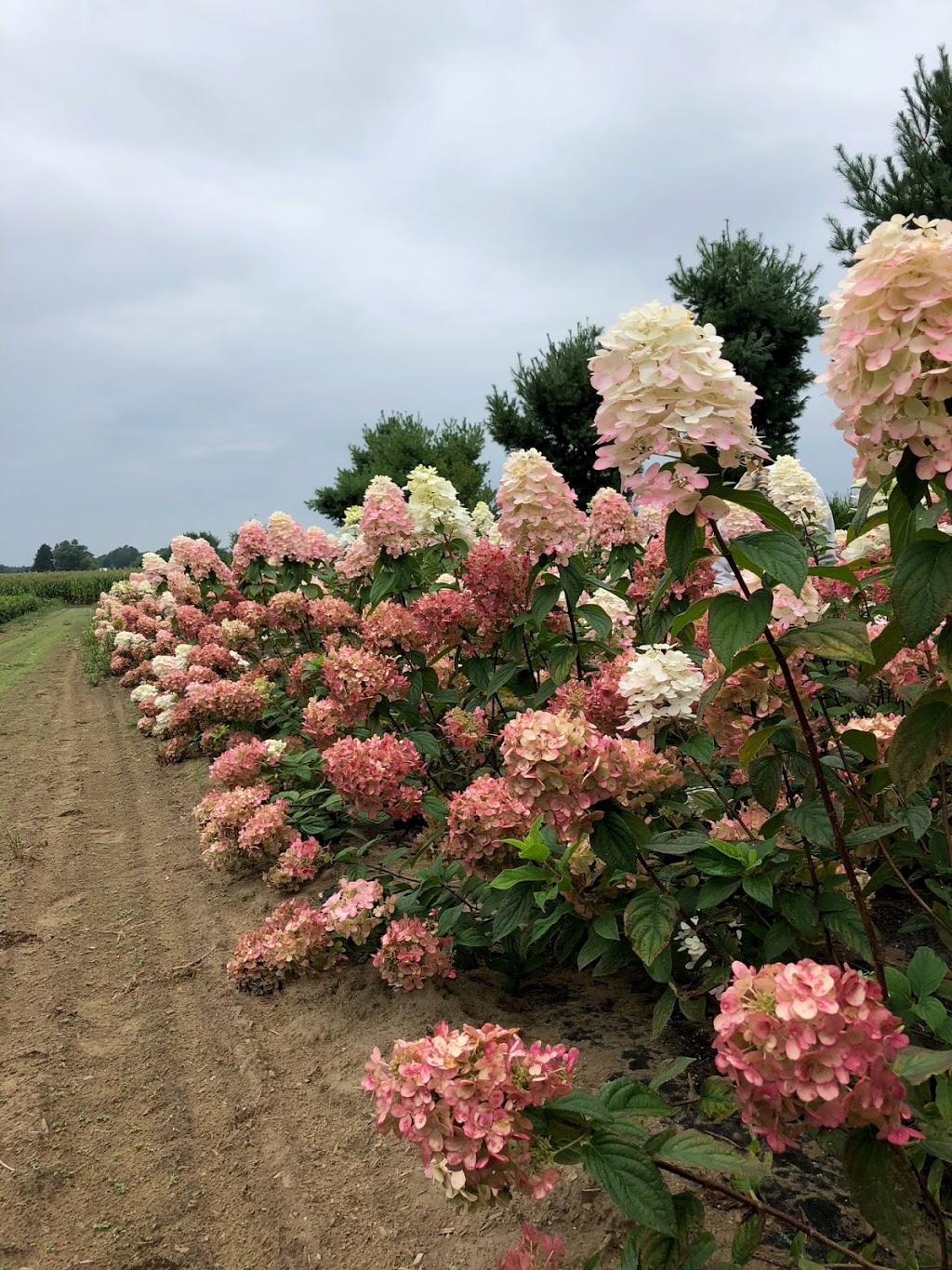 Berry Barn Farms | 22987 Pioneer Line, Rodney, ON N0P 1X0, Canada | Phone: (519) 630-5772