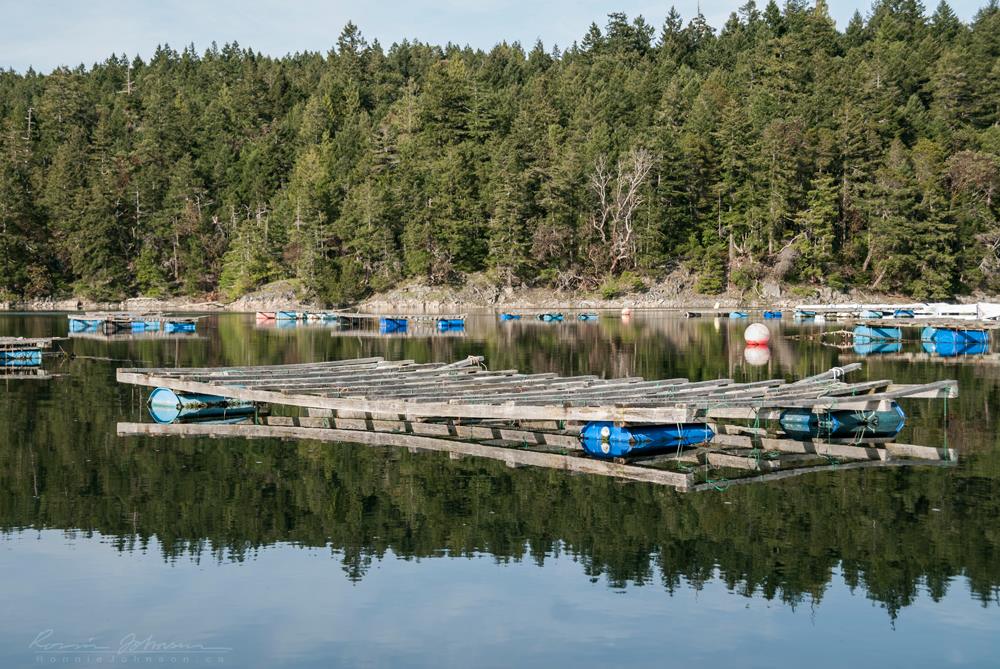 Sailor’s Seafoods | 900 Columbia St, Lasqueti Island, BC V0R 2J0, Canada | Phone: (250) 333-8727