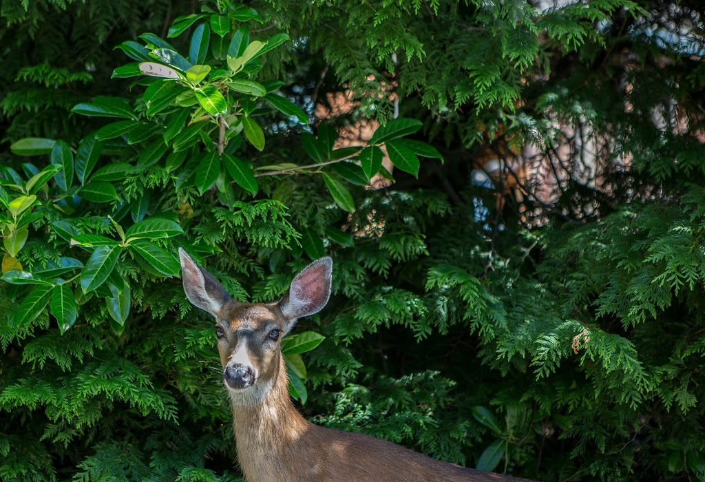 Madeira Park Bed and Breakfast | 5175 Wesjac Rd, Madeira Park, BC V0N 2H1, Canada | Phone: (604) 883-2416