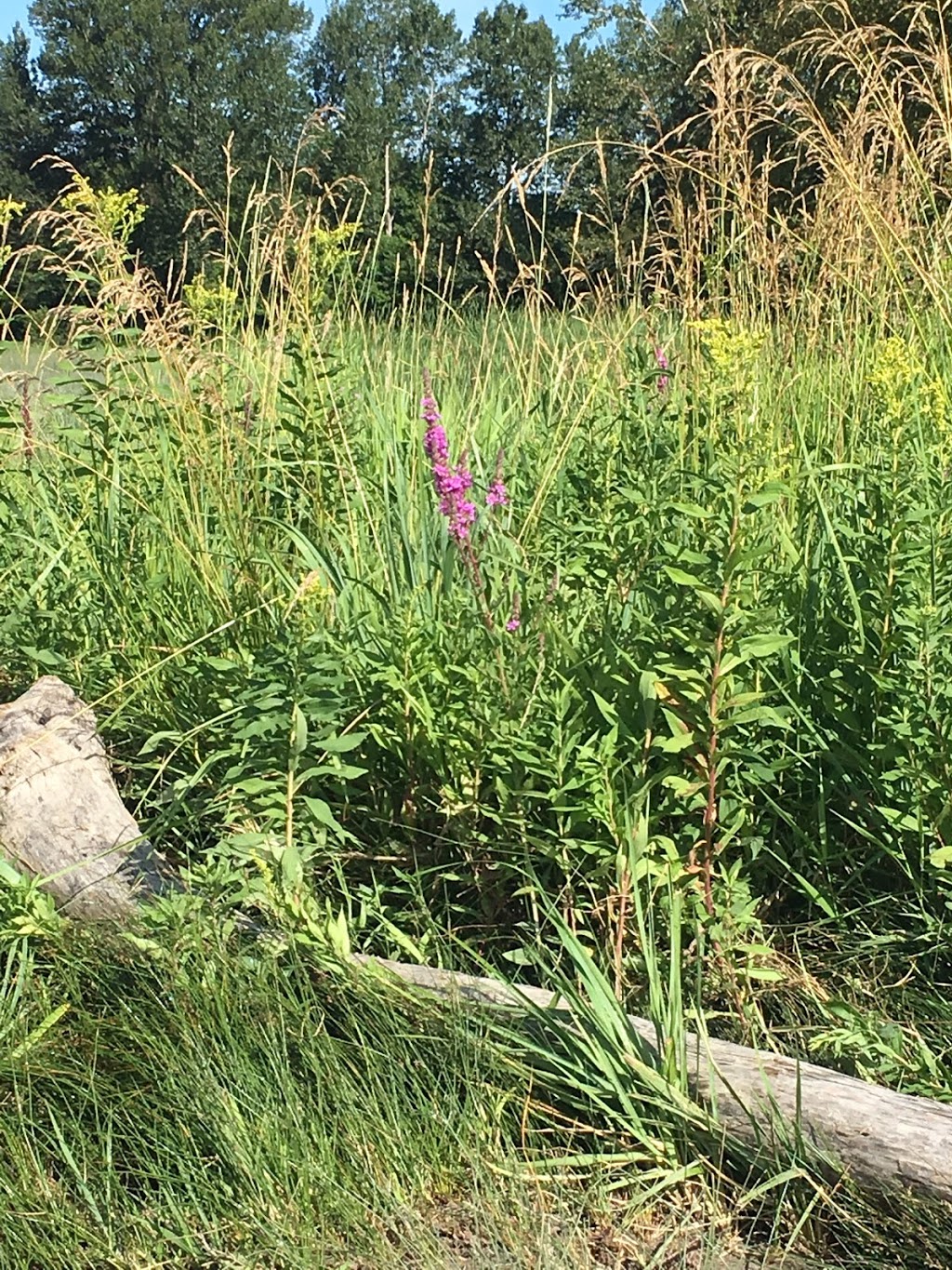 Pirates Cove / McDonald Beach | Richmond, BC, Canada