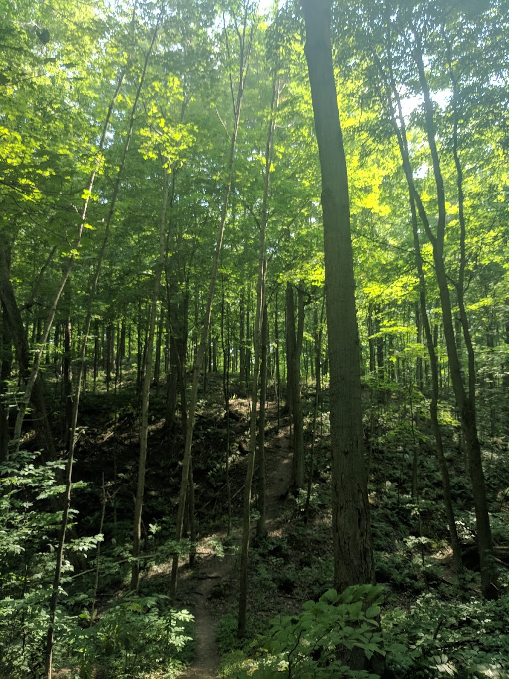 Dryden Tract Trail | 1865 Alps Rd, Cambridge, ON N1R 5S5, Canada