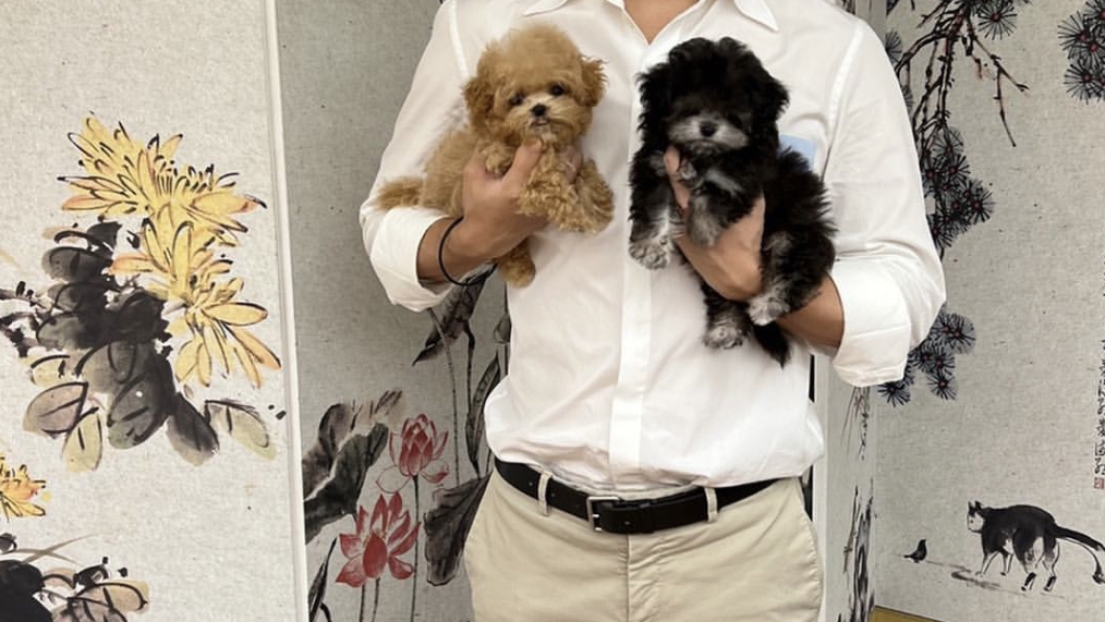 Teacup Dogyam Puppies For Sald | 108 Hendon Ave, North York, ON M2M 1A2, Canada | Phone: (574) 777-3177