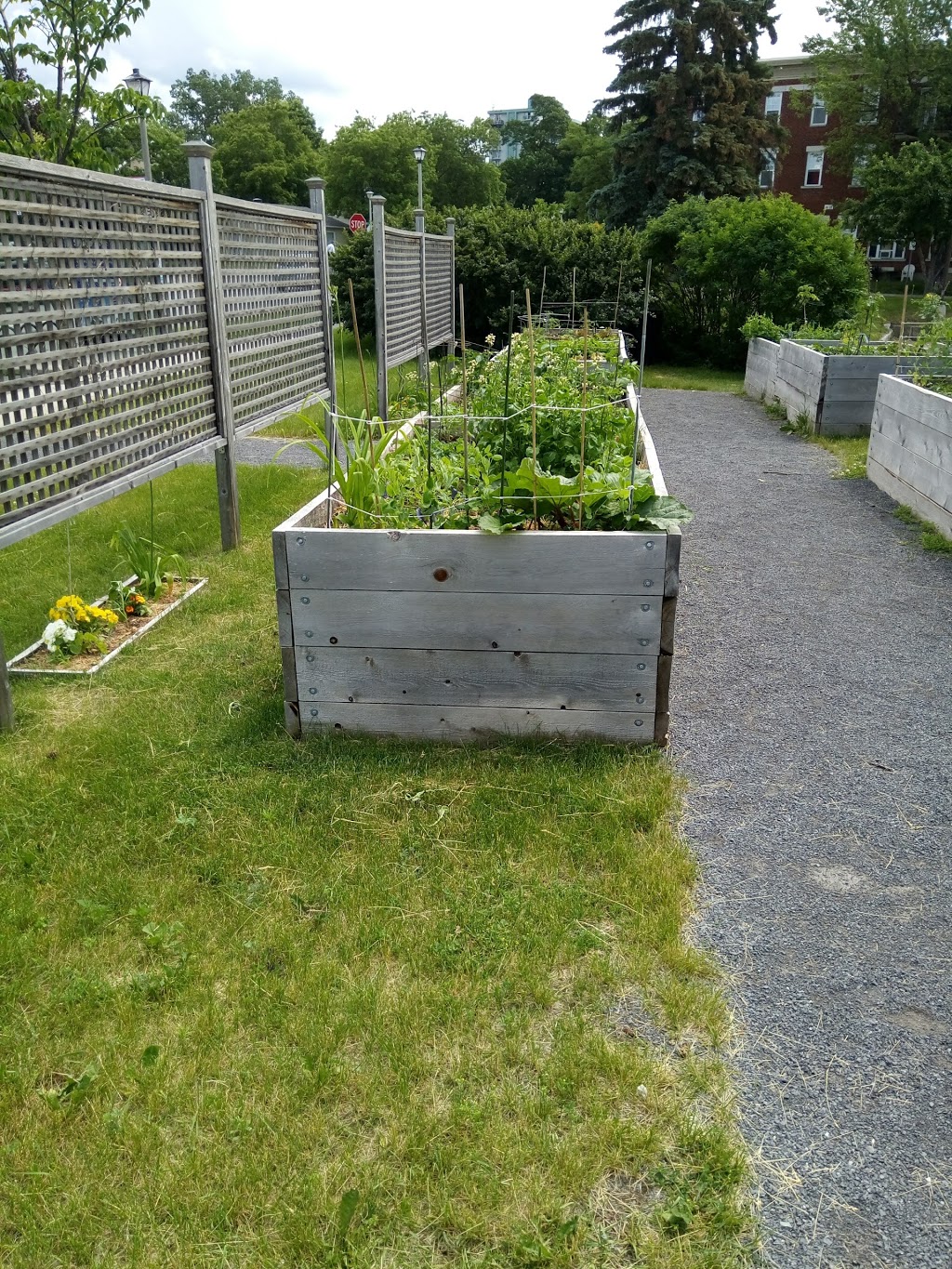 Angel Square Community Garden | 9G7, 40 Cobourg St, Ottawa, ON K1N 5N8, Canada | Phone: (613) 789-3930