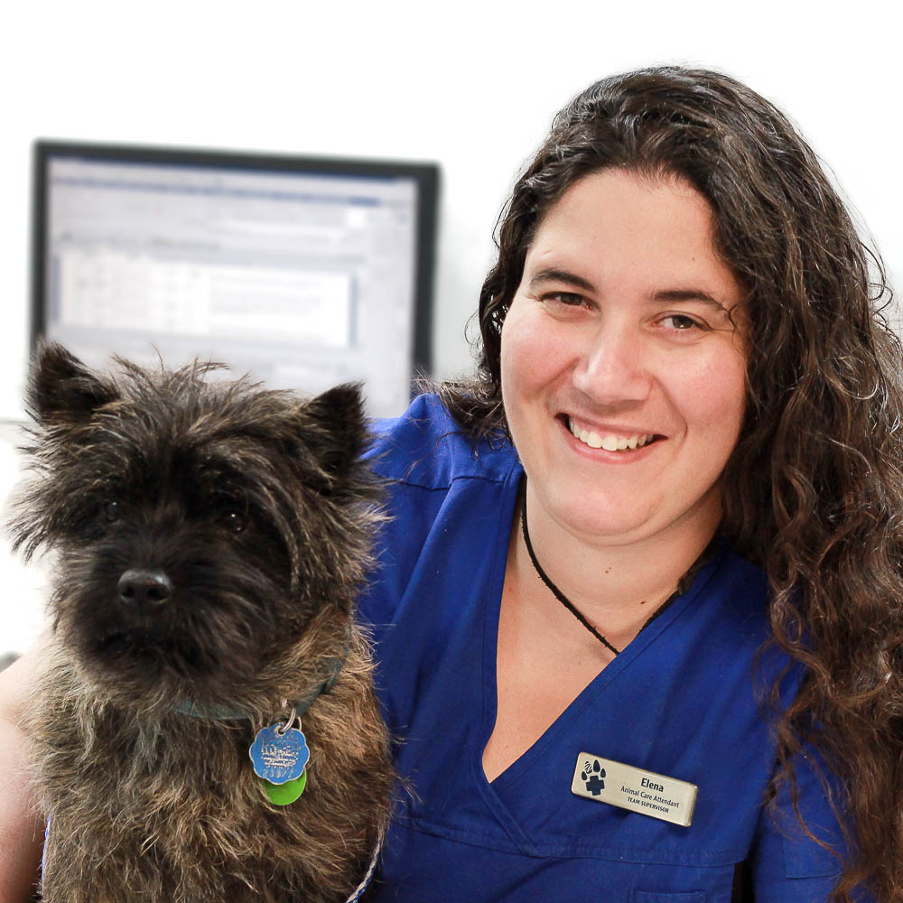 Blue Cross Animal Hospital | 132 Danforth Ave, Toronto, ON M4K 1N1, Canada | Phone: (416) 469-1121