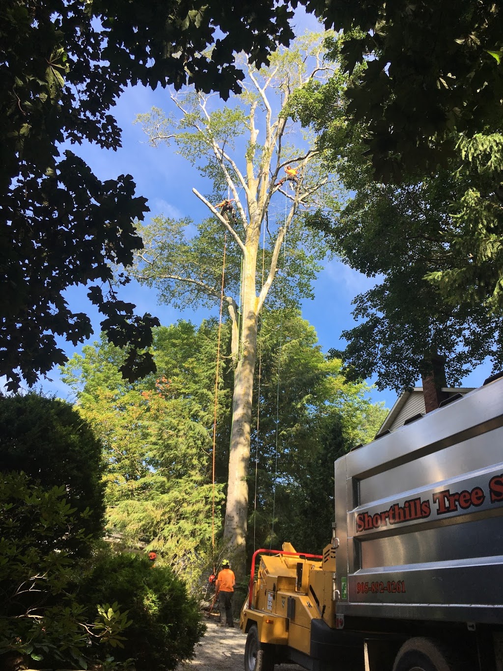 Shorthills Tree Service inc | 400 Chantler Rd, Welland, ON L3B 5N8, Canada | Phone: (905) 892-0261