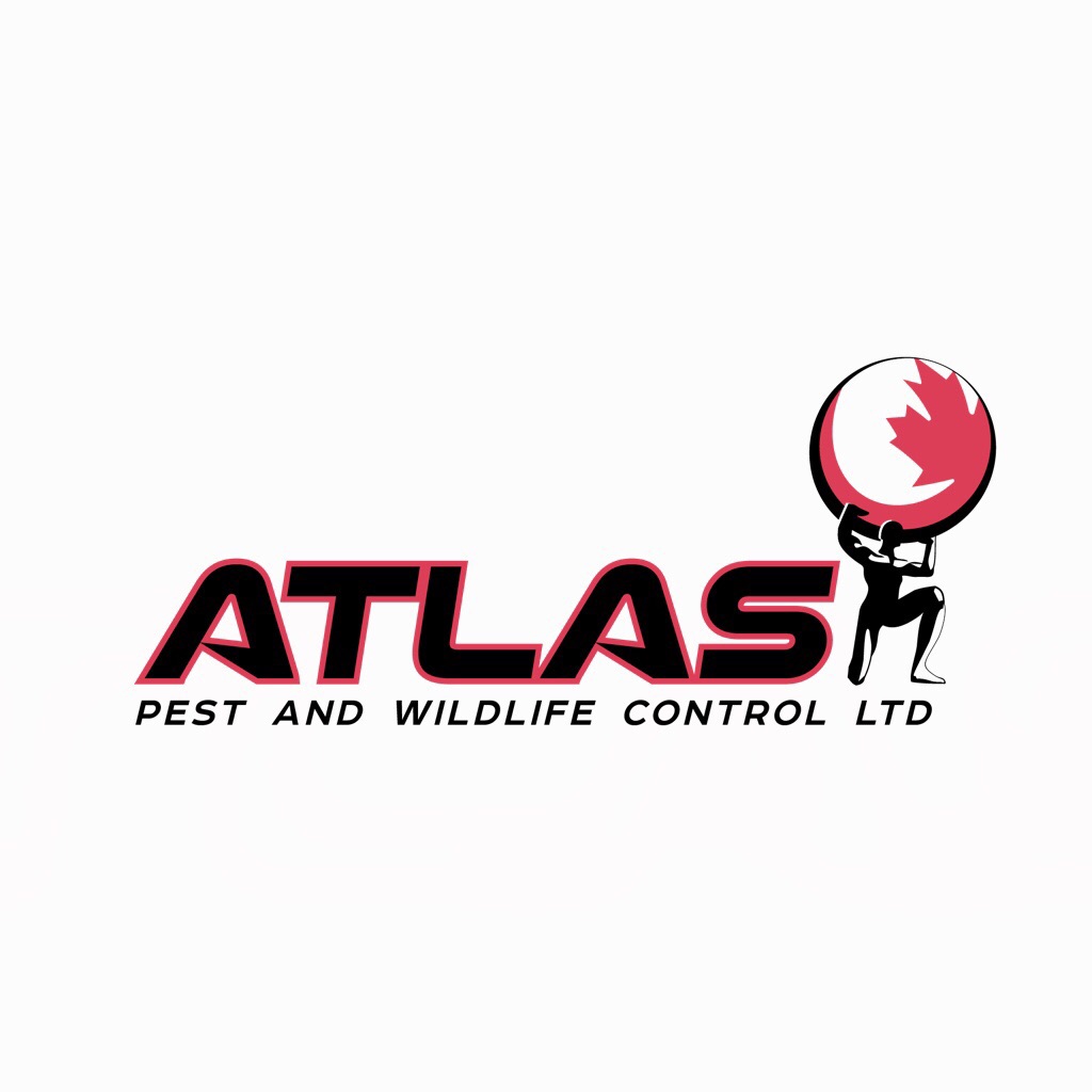 Atlas Pest and Wildlife Control Ltd. | 1008 Lincoln Ave, Port Coquitlam, BC V3B 4W5, Canada | Phone: (604) 560-6414