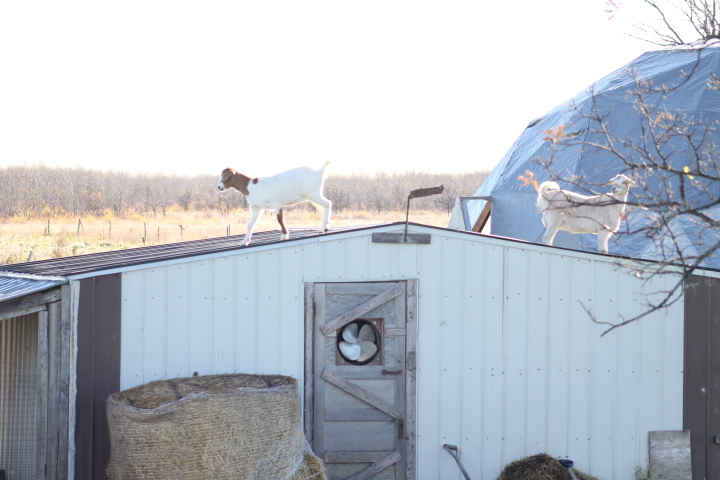 Vita Goat Dairy | 12037 39A East, Vita, MB R0A 2K0, Canada | Phone: (204) 381-4275