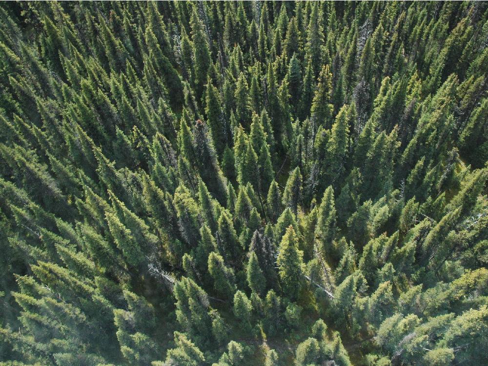 Association of Alberta Forest Management Professionals | 3203 93 St NW #320, Edmonton, AB T6N 0B2, Canada | Phone: (780) 761-8733