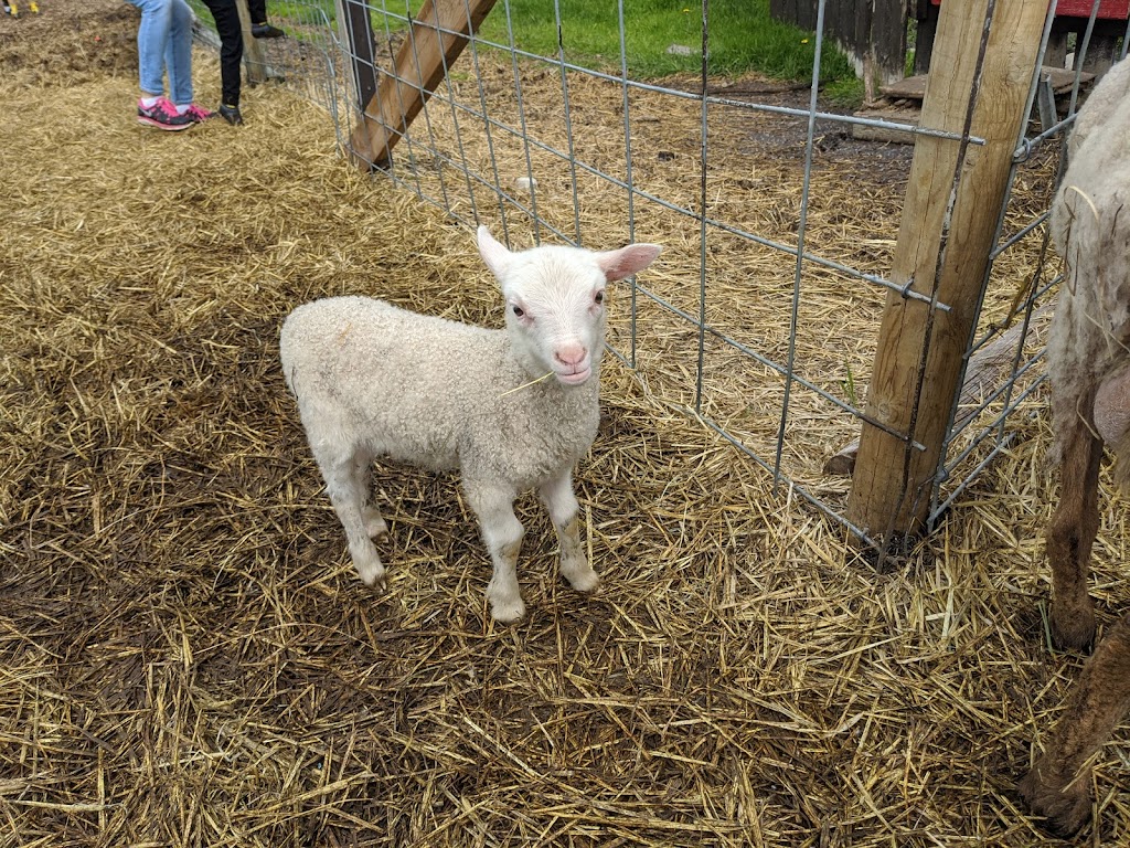 Butterfield Acres Petting Farm | 254077 Rocky Ridge Rd NW, Calgary, AB T3R 1A6, Canada | Phone: (403) 239-0638