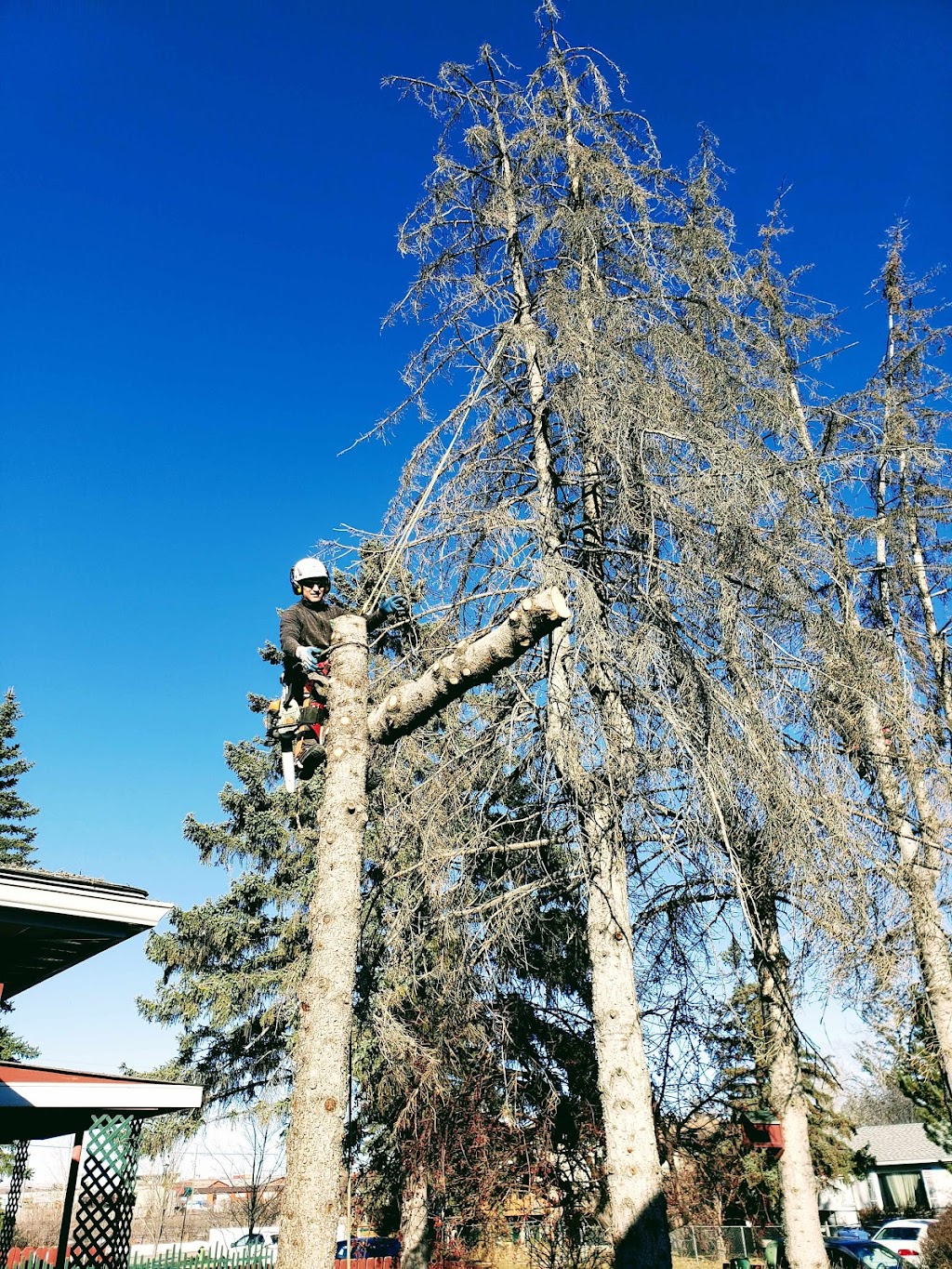 Prairie Woodlands Tree Care Ltd. | 264098, Range Rd 13, Airdrie, AB T4B 5B7, Canada | Phone: (587) 600-8936