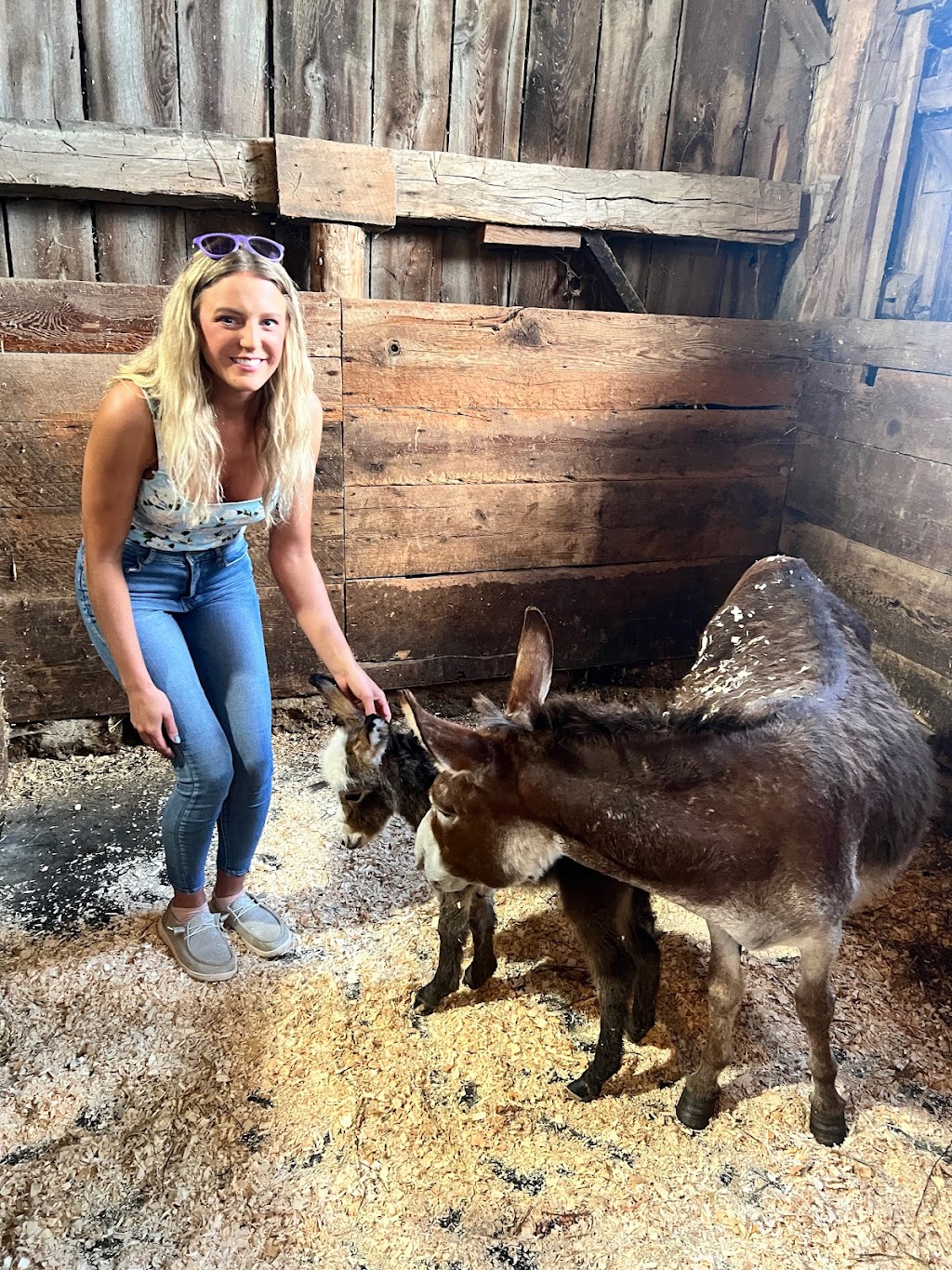 Donkey and Alpaca Experience | 136465 Grey County Rd 40, Chatsworth, ON N0H 1G0, Canada | Phone: (519) 477-0887