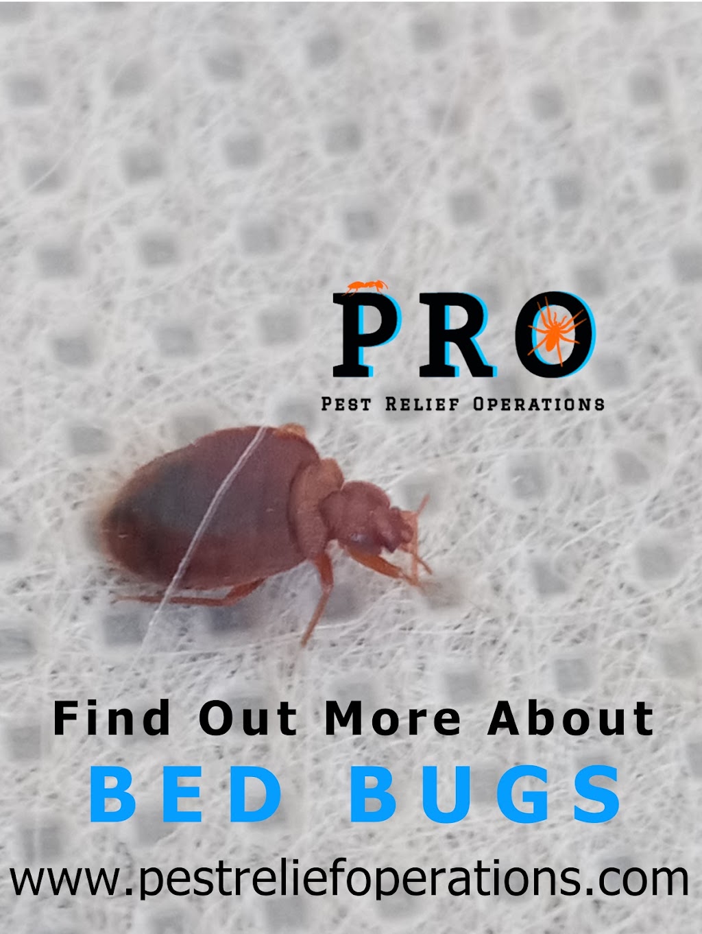 Pest Relief Operations | 267 Niagara St, St. Catharines, ON L2M 5N2, Canada | Phone: (289) 434-6256