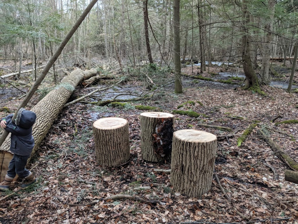 Chesney Wilderness Area Trail | Oxford Road 29, Blandford-Blenheim, ON N0J 1M0, Canada | Phone: (866) 900-4722