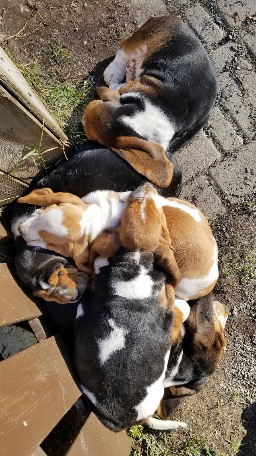 Rivière Verte Bassets | 34 Chem. du Coteau des Érables, LIsle-Verte, QC G0L 1L0, Canada | Phone: (418) 863-3998