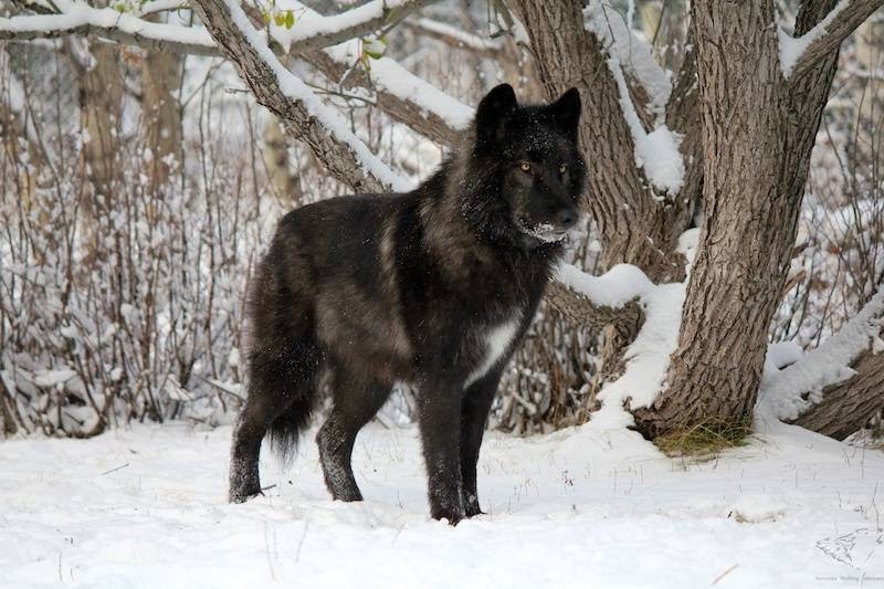 Yamnuska Wolfdog Sanctuary | 263156 Range Rd 53, Cochrane, AB T0M 2E0, Canada | Phone: (587) 890-9653