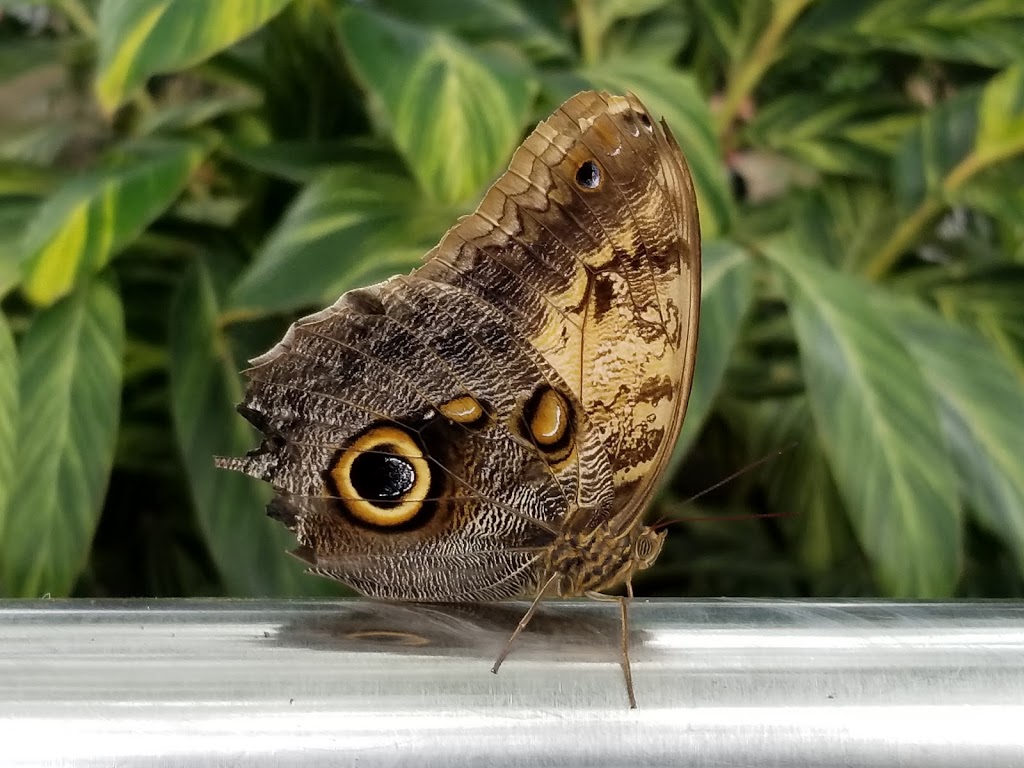 Butterfly Conservatory | 2565 Niagara Pkwy, Niagara-on-the-Lake, ON L0S 1J0, Canada | Phone: (905) 358-0025