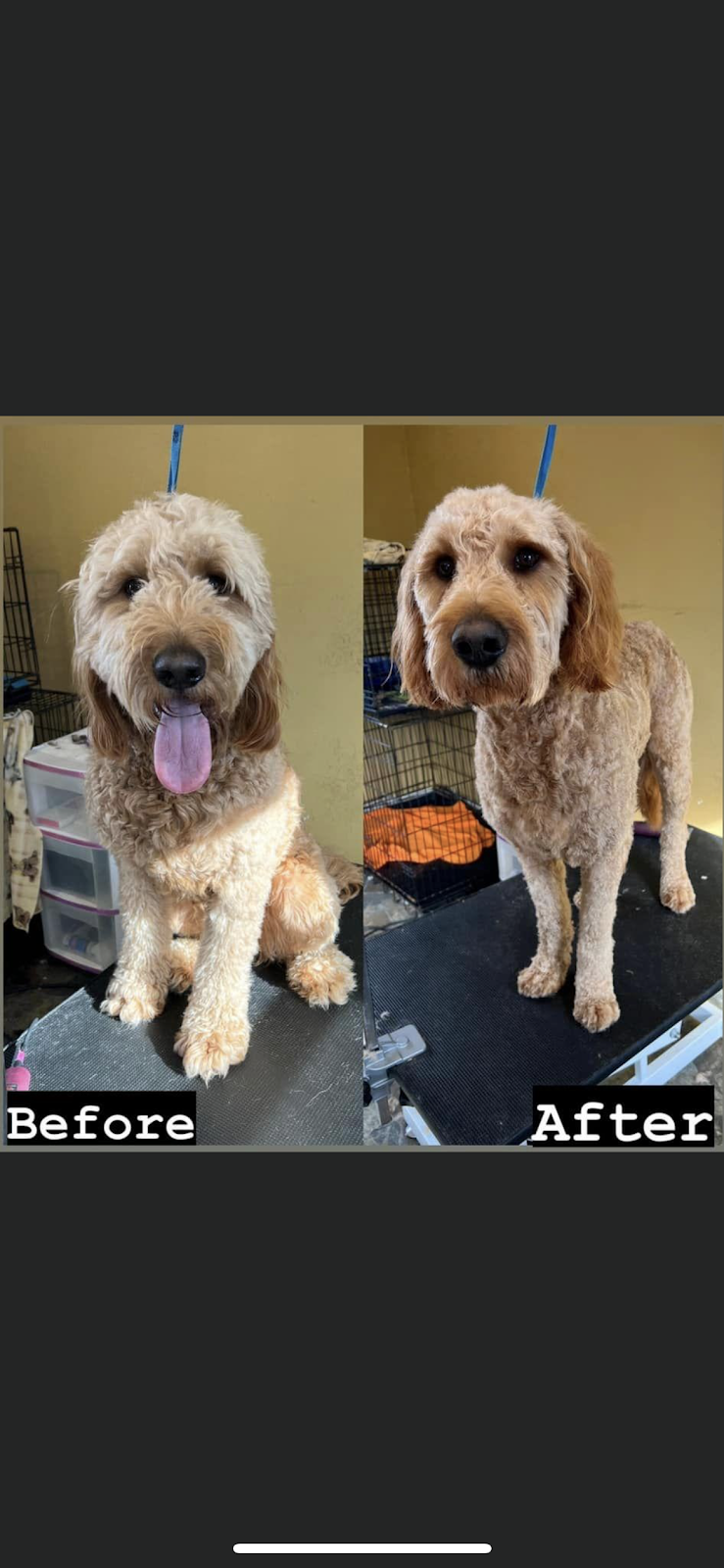 Canine Cabana Pet Grooming | 5781 Hwy3, Tusket, NS B0W 3M0, Canada | Phone: (902) 307-1649