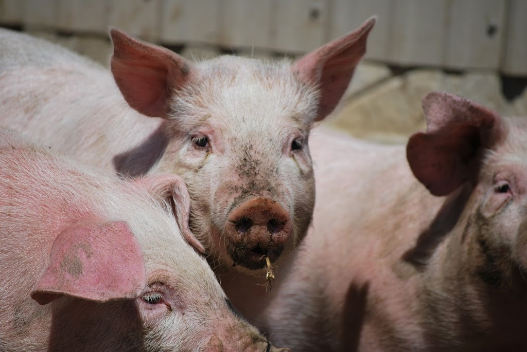 Ferme des trois cultures | 1231Chemin du 6e rang, Sherbrooke, QC J1C 0H8, Canada | Phone: (819) 846-2717