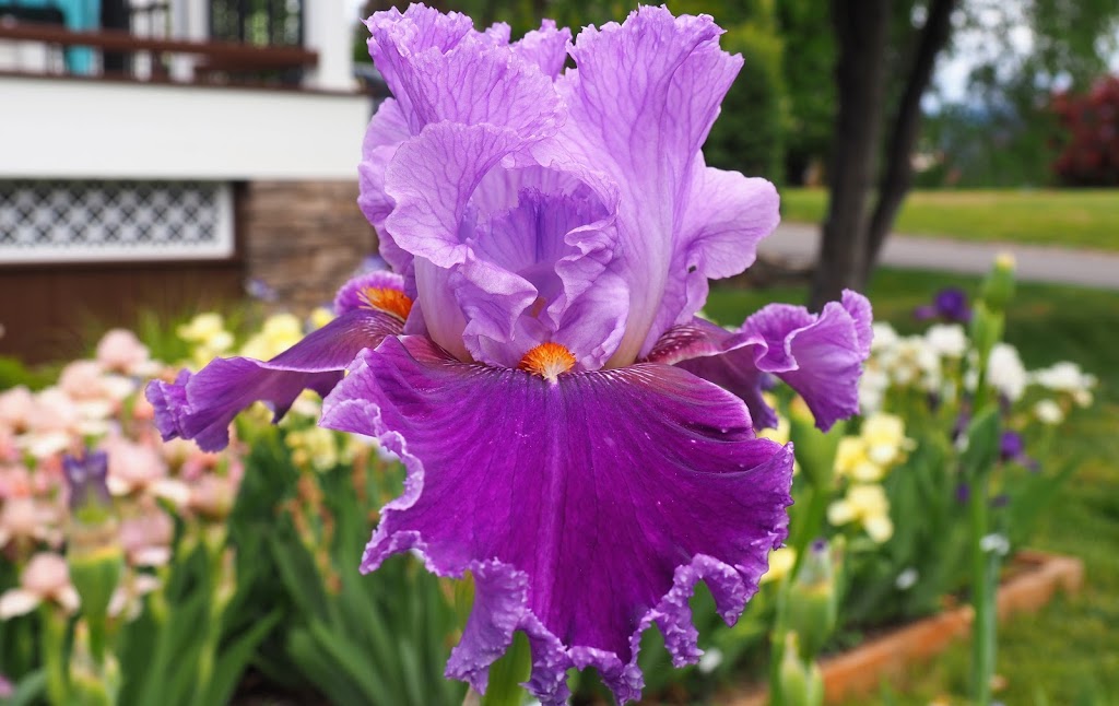 Hillside Irises | 2242 Ferko Rd, Cawston, BC V0X 1C2, Canada | Phone: (250) 499-1977