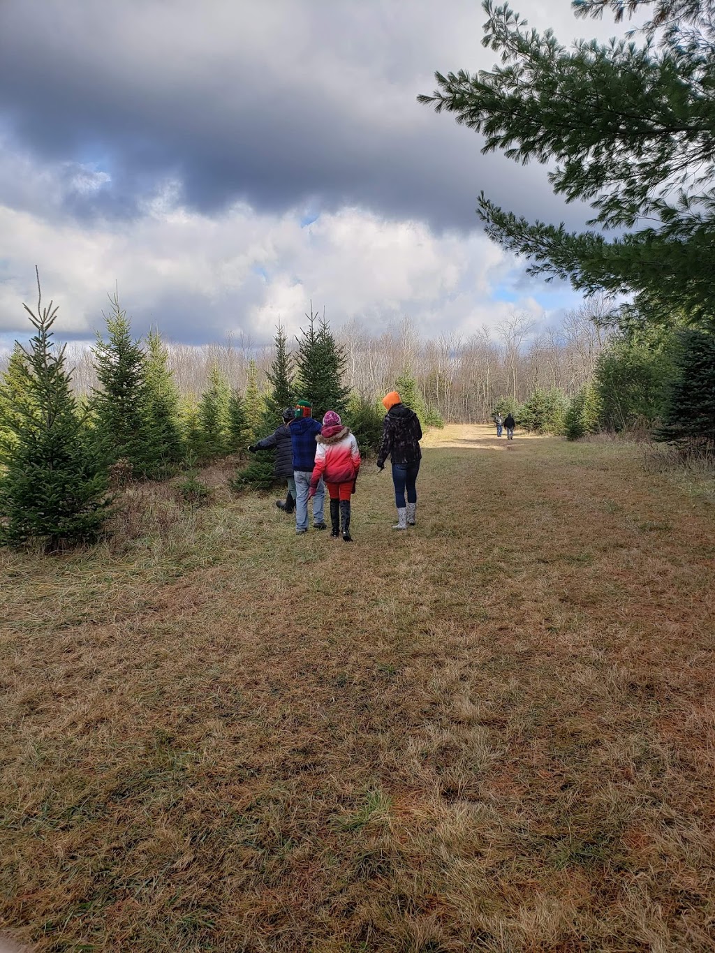 Whispering Willow Christmas Tree Farm | 7113 Brown Rd, Brockville, ON K6V 5T2, Canada | Phone: (613) 620-3909