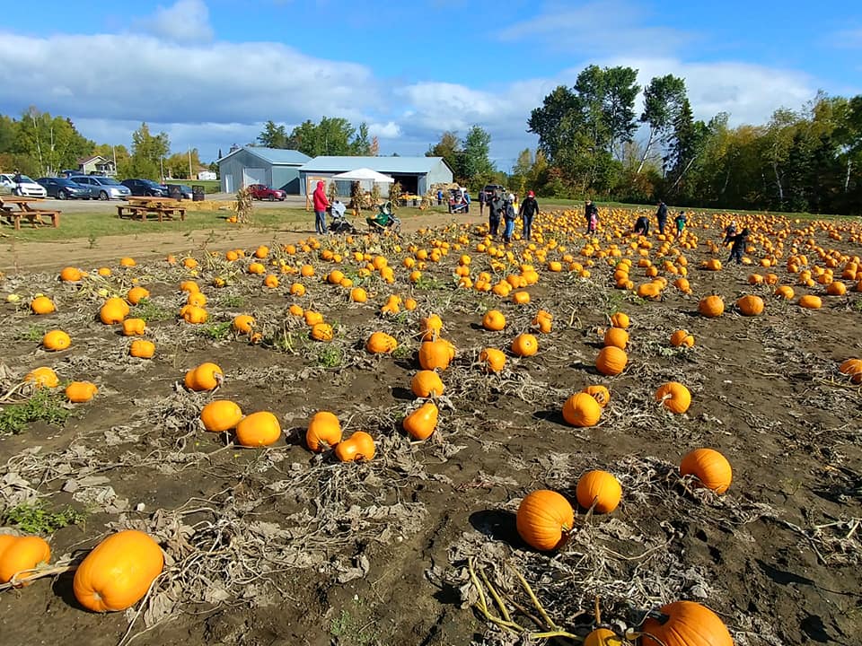 Le Maraîcher du 1er Rang | 345 1e Rang S, Roberval, QC G8H 2M9, Canada | Phone: (418) 275-9090