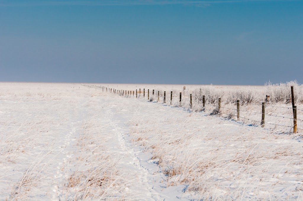 Beaverhill Bird Observatory | Township Rd 510, Tofield, AB T0B 4J0, Canada | Phone: (587) 783-9188