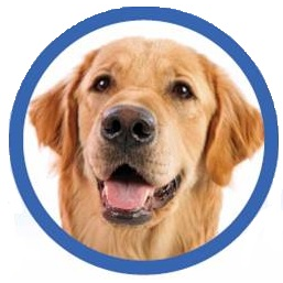 Dogs in Harmony Training & Education | 58 Crampton Dr, Carleton Place, ON K7C 4P7, Canada | Phone: (613) 851-7129