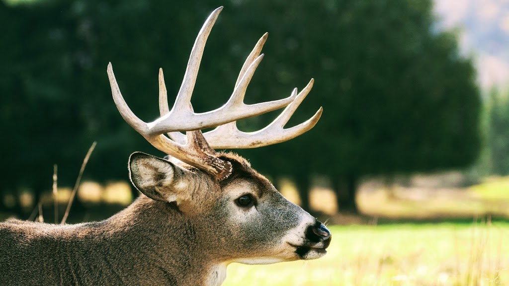 Whitetail Trophy Hunts | RR1, Bluffton, AB T0C 0M0, Canada | Phone: (315) 636-5277