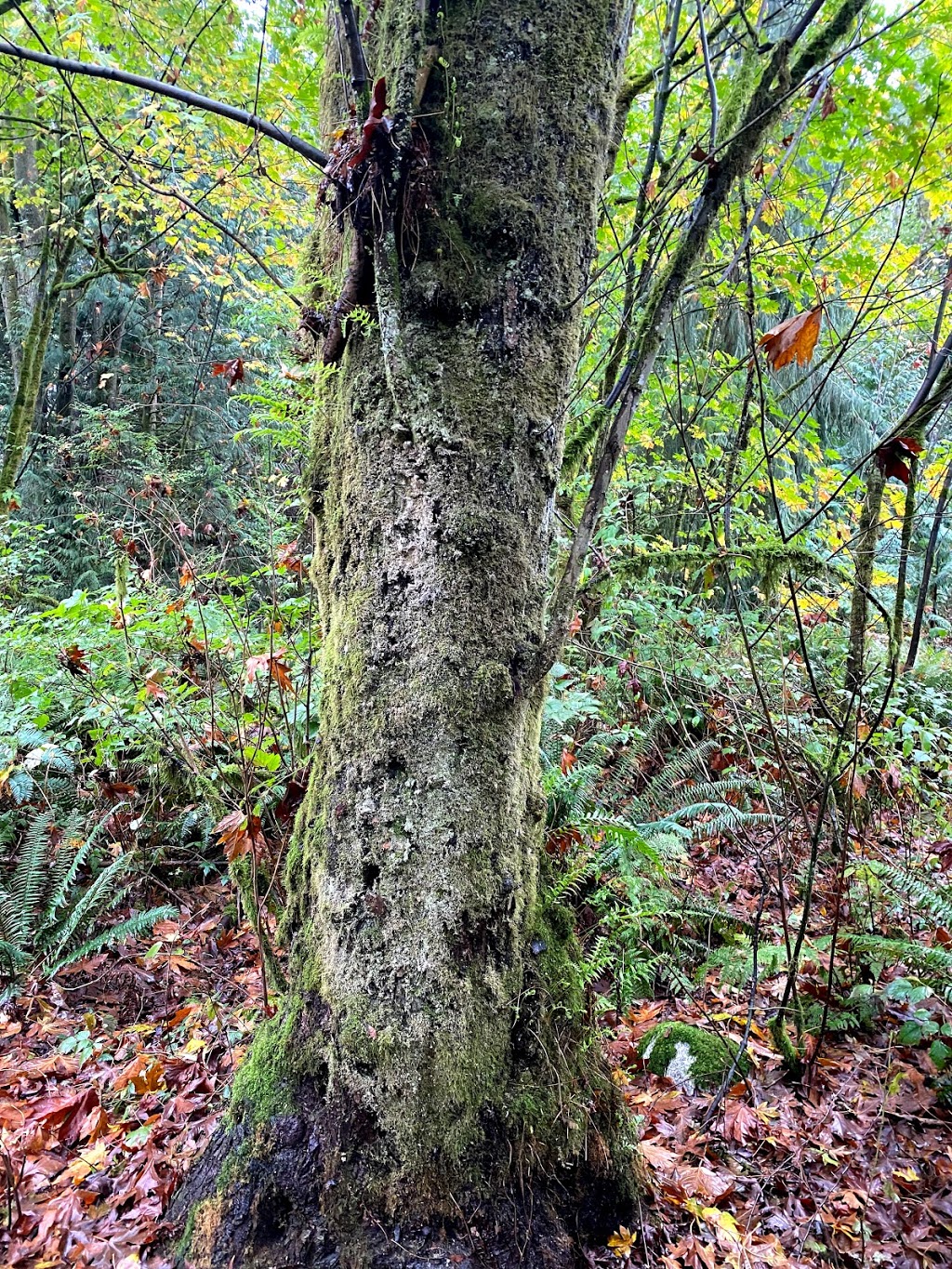 Imperial Trail Public Washroom | Imperial Trail (12), University Endowment Lands, BC V6N 2C4, Canada | Phone: (604) 224-5739