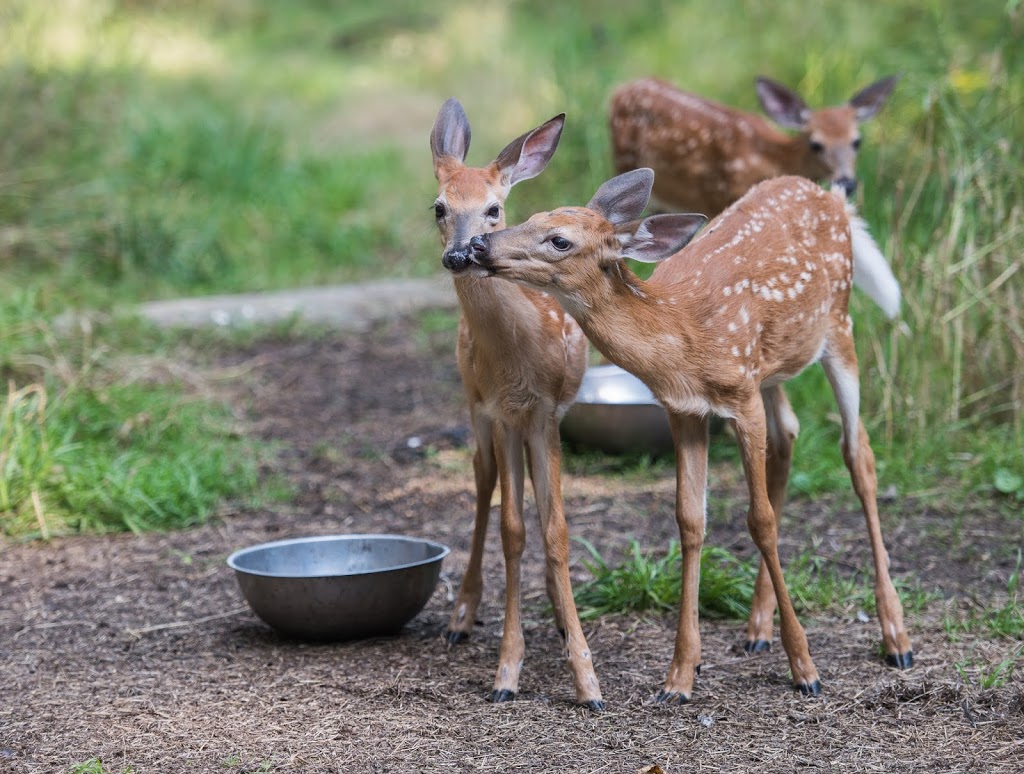 Aspen Valley Wildlife Sanctuary - Home | 1116 Crawford St, Rosseau, ON P0C 1J0, Canada | Phone: (705) 732-6368