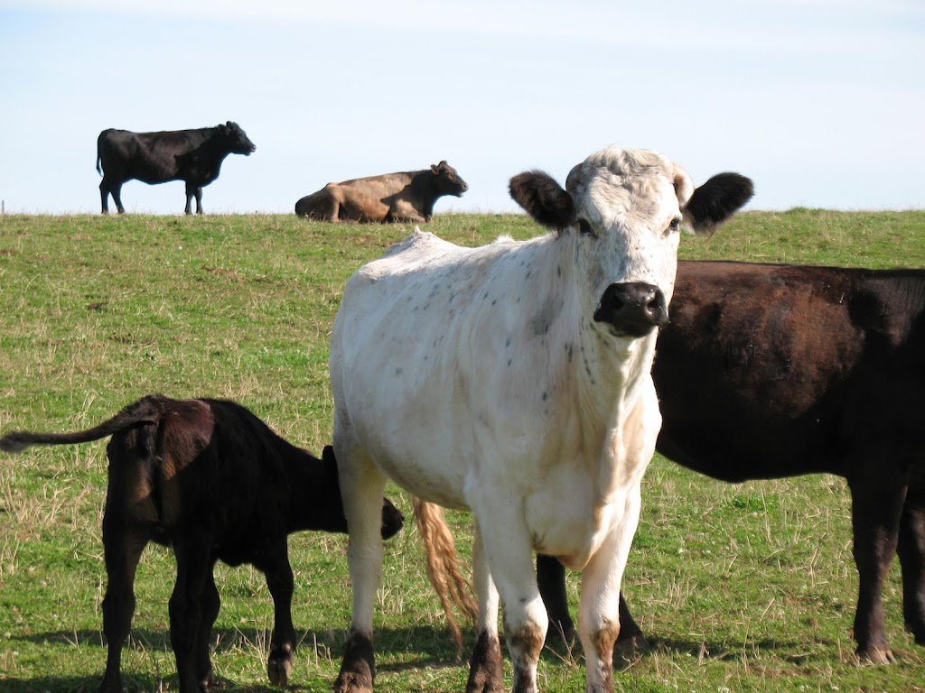 Cattle Sanctuary | 2164 Seven Mile Rd, Cardigan, PE C0A 1G0, Canada | Phone: (902) 969-0397