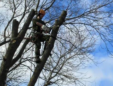 Côté arbre élagage | 3 Rue Defoy, Victoriaville, QC G6P 7C1, Canada | Phone: (581) 309-5324