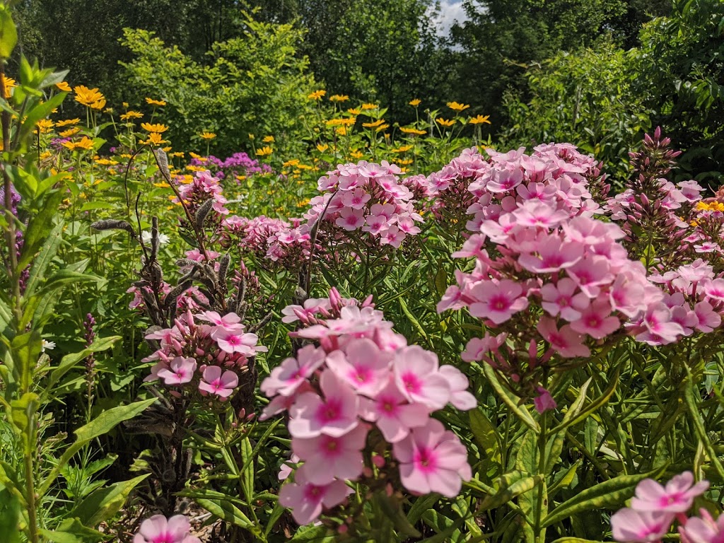 Annas Perennials | 63 Shoreview Road, Lindsay, ON K9V 4R5, Canada | Phone: (705) 799-0062