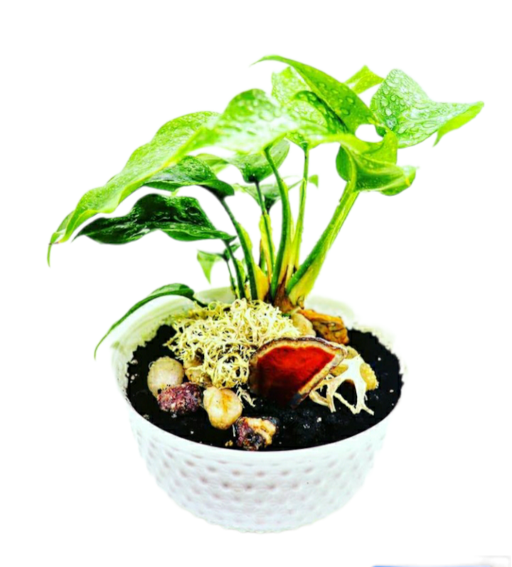 Little Garden Delivery | 45 Swordbill Dr Unit 25, Etobicoke, ON M9A 4V3, Canada | Phone: (306) 241-2531