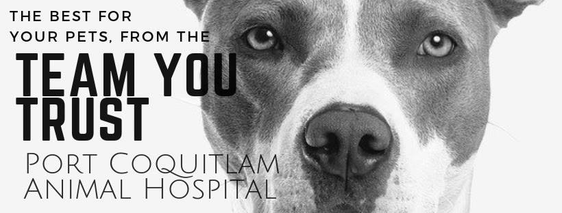 Port Coquitlam Animal Hospital | 2655 Lougheed Hwy, Port Coquitlam, BC V3B 1B5, Canada | Phone: (604) 464-6666
